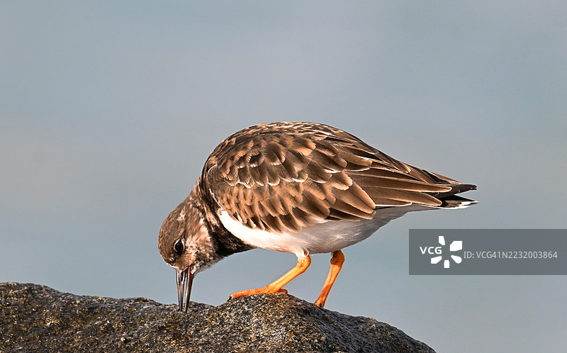 蓝天下岩石上的红胸石鸟特写图片素材
