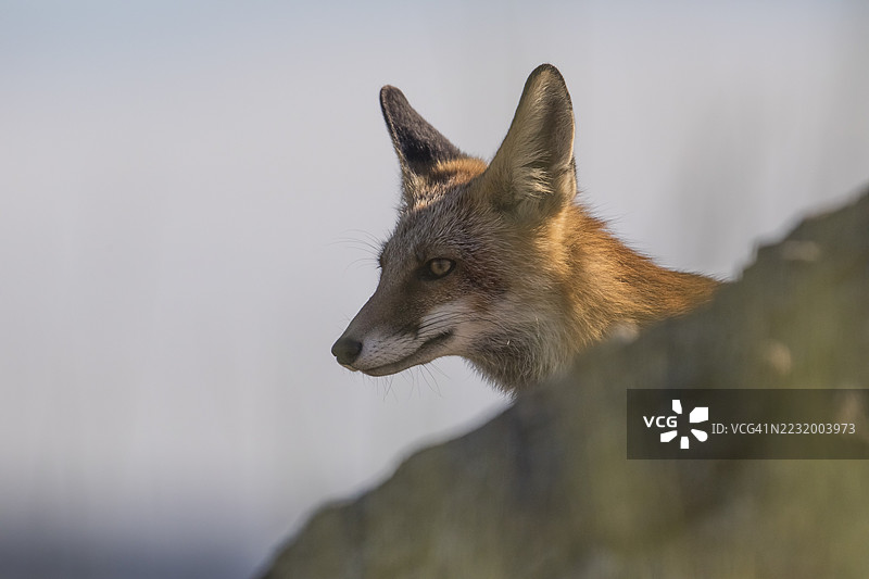 红狐（Vulpes vulpes），西班牙，埃斯特雷马杜拉，卡斯蒂利亚-拉曼查图片素材