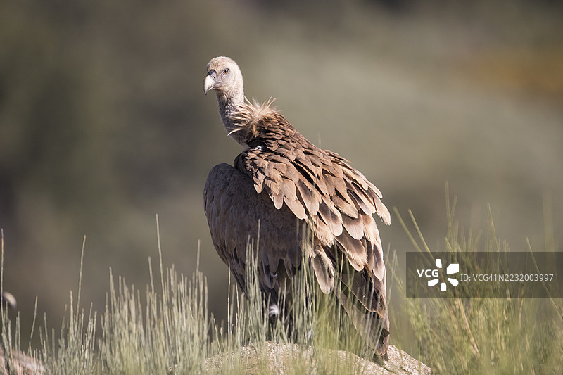 格里芬秃鹫（Gyps fulvus），西班牙，埃斯特雷马杜拉，卡斯蒂利亚-拉曼查图片素材