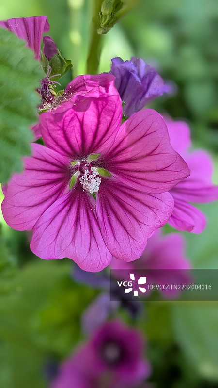 盛开的鲜艳粉色木槿花特写图片素材