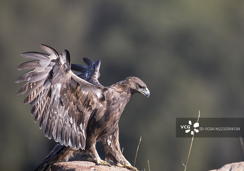 金雕(Aquila chrysaetos),西班牙,埃斯特雷马杜拉,卡斯蒂利亚-拉曼查图片素材