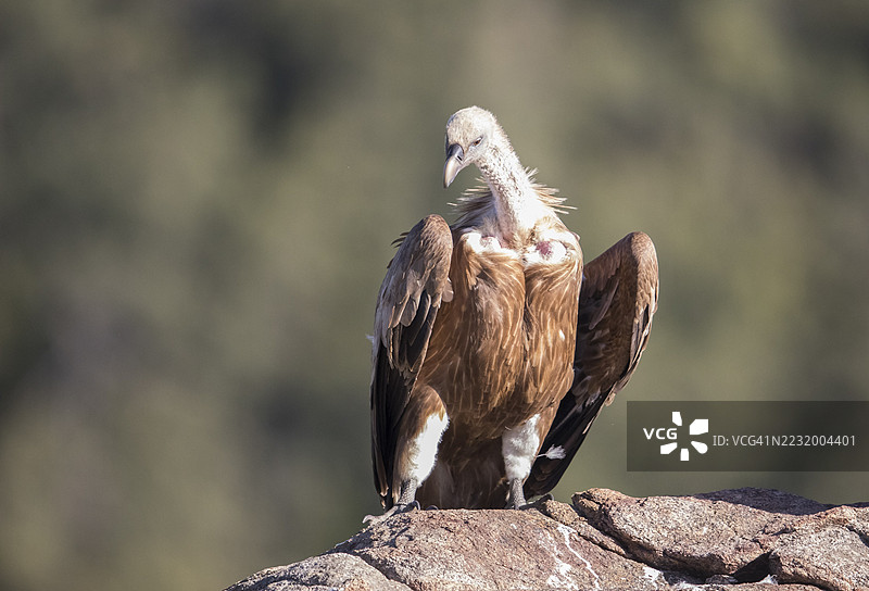 格里芬秃鹫（Gyps fulvus），西班牙，埃斯特雷马杜拉，卡斯蒂利亚-拉曼查图片素材