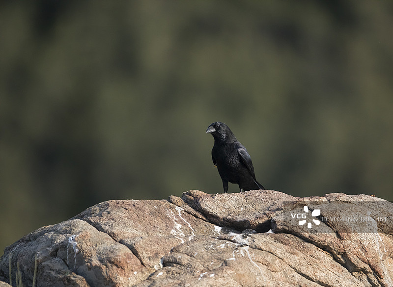 乌鸦（Corvus corax），西班牙，埃斯特雷马杜拉，卡斯蒂利亚-拉曼查图片素材