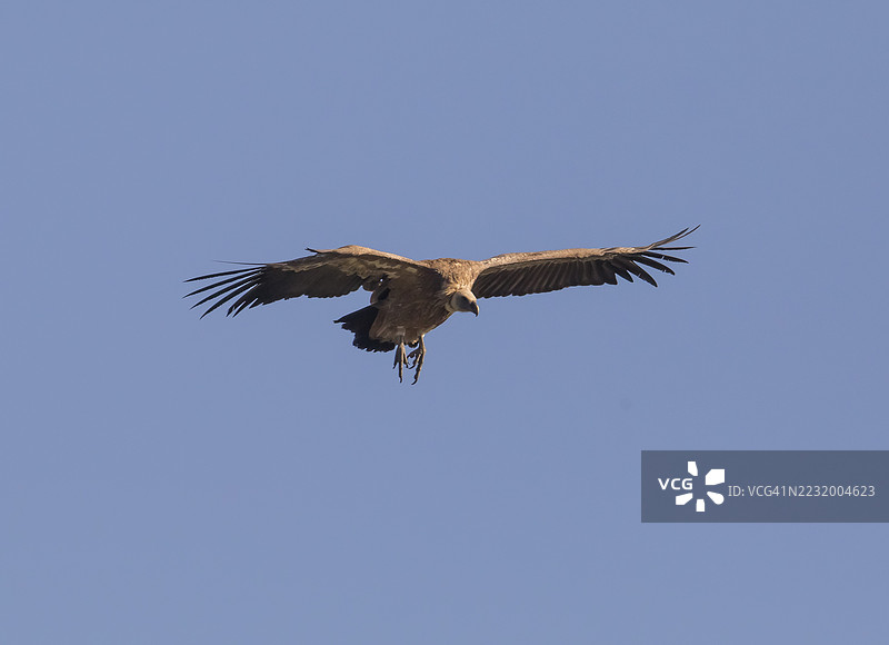 格里芬秃鹫（Gyps fulvus），西班牙，埃斯特雷马杜拉，卡斯蒂利亚-拉曼查图片素材