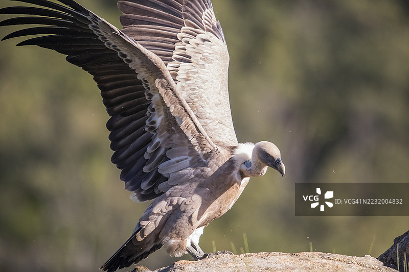 格里芬秃鹫（Gyps fulvus），西班牙，埃斯特雷马杜拉，卡斯蒂利亚-拉曼查图片素材
