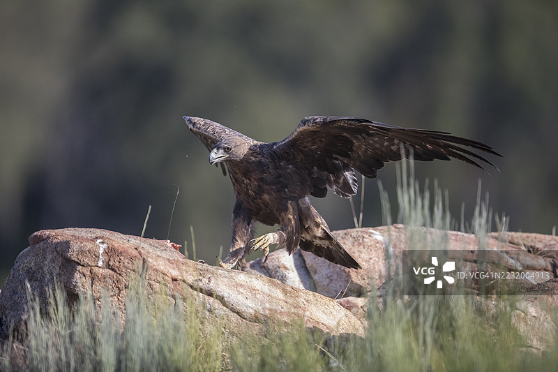 金雕(Aquila chrysaetos),西班牙,埃斯特雷马杜拉,卡斯蒂利亚-拉曼查图片素材