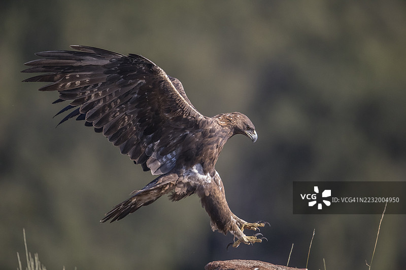 金雕(Aquila chrysaetos),西班牙,埃斯特雷马杜拉,卡斯蒂利亚-拉曼查图片素材
