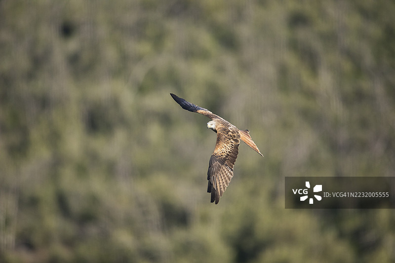 红鸢（Milvus milvus），西班牙，埃斯特雷马杜拉，卡斯蒂利亚-拉曼查图片素材