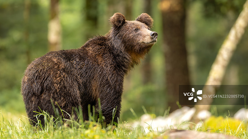 棕熊站在郁郁葱葱的森林中图片素材