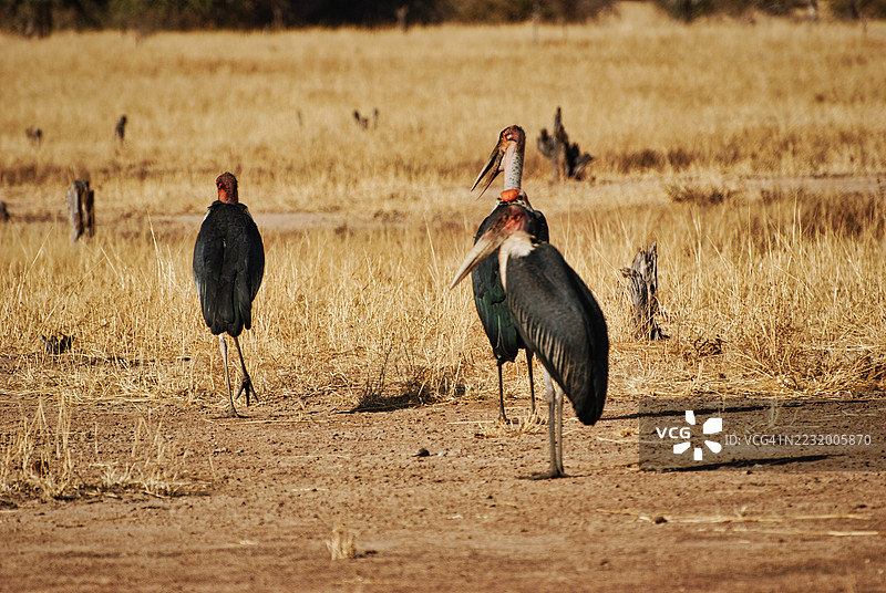 非洲秃鹳站在干旱的草原上图片素材
