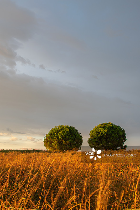 日落时分，克罗地亚乌马格金色田野中的两棵树图片素材
