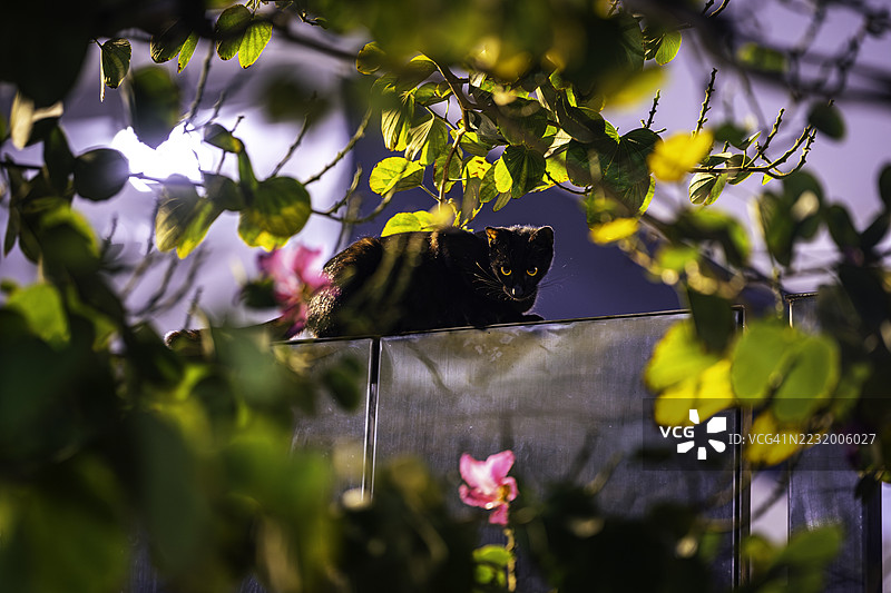 黑猫栖息在玻璃表面，周围环绕着夜间的植物。图片素材
