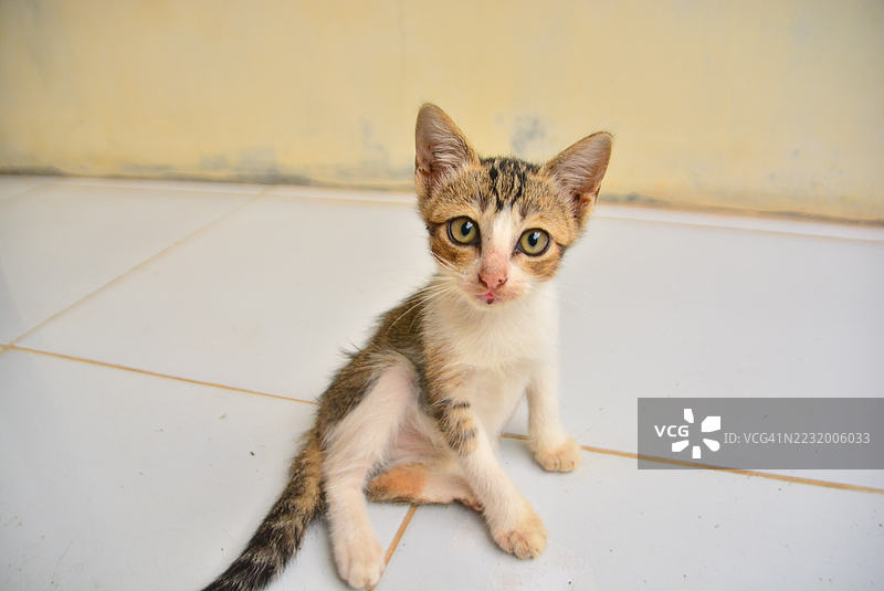 可爱的小猫坐在瓷砖地板上图片素材