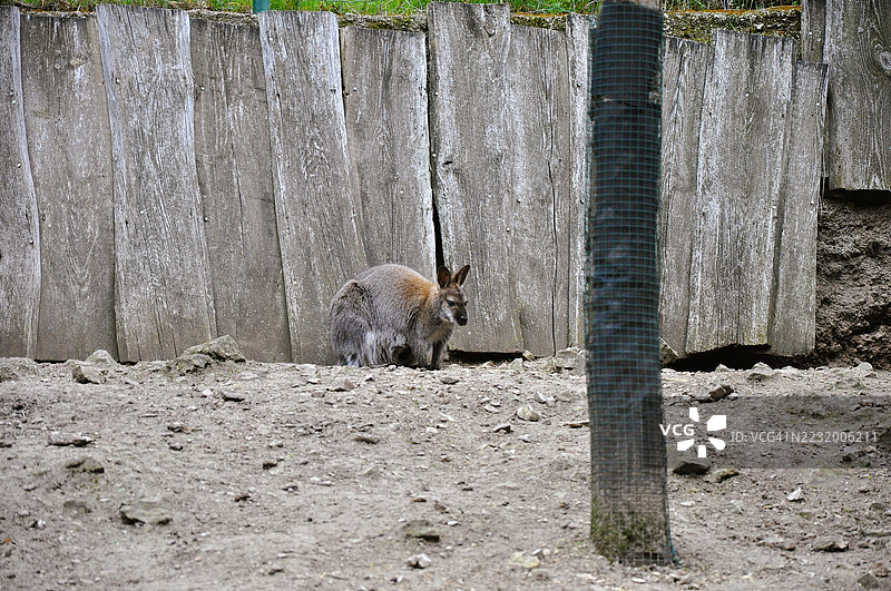 袋鼠站在一面风化的木栅栏前图片素材