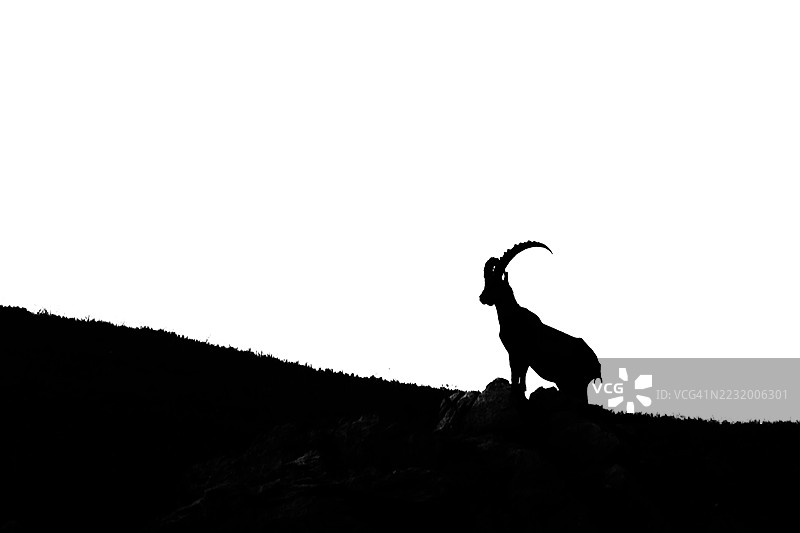 山丘上站着的山羊剪影，背景是晴朗的天空图片素材