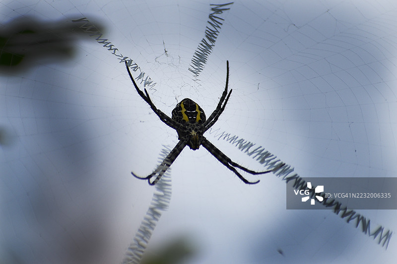 蜘蛛在其网上的特写镜头图片素材