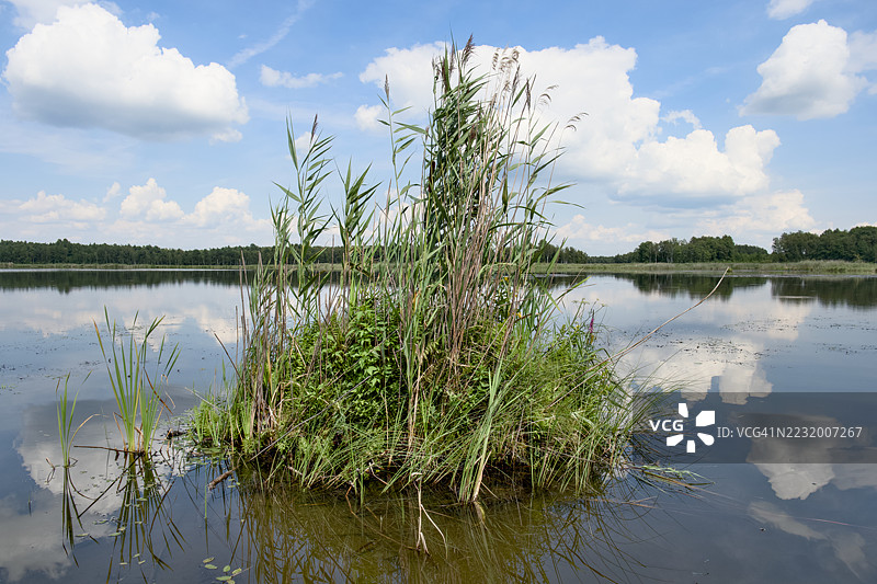 宁静的湖泊，芦苇与蓝天的倒影，乌尔苏林，波兰图片素材