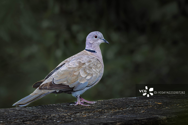 一只栖息在木质表面上的欧亚环颈鸠特写镜头图片素材