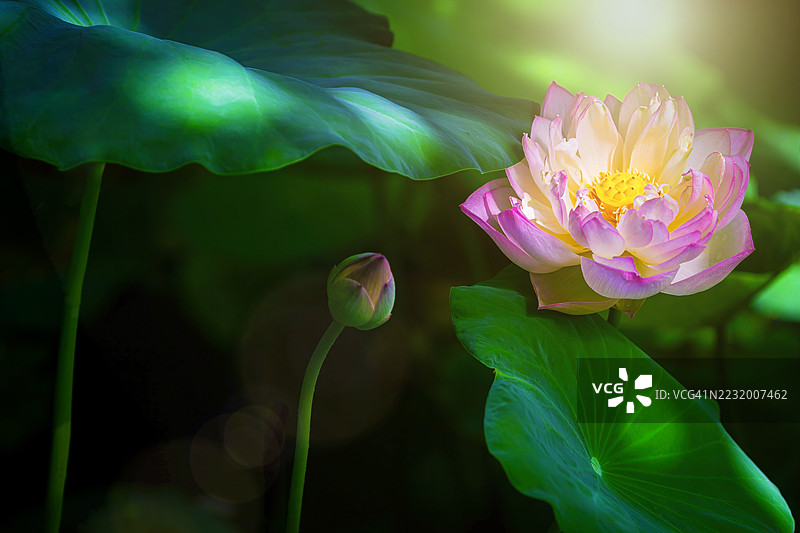 阳光下盛开的粉色莲花图片素材