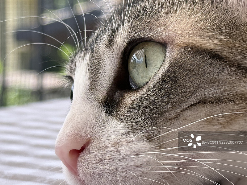 特写镜头下的猫脸，绿眼睛图片素材