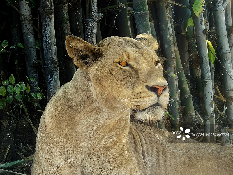 母狮倚靠在竹子背景下休息图片素材