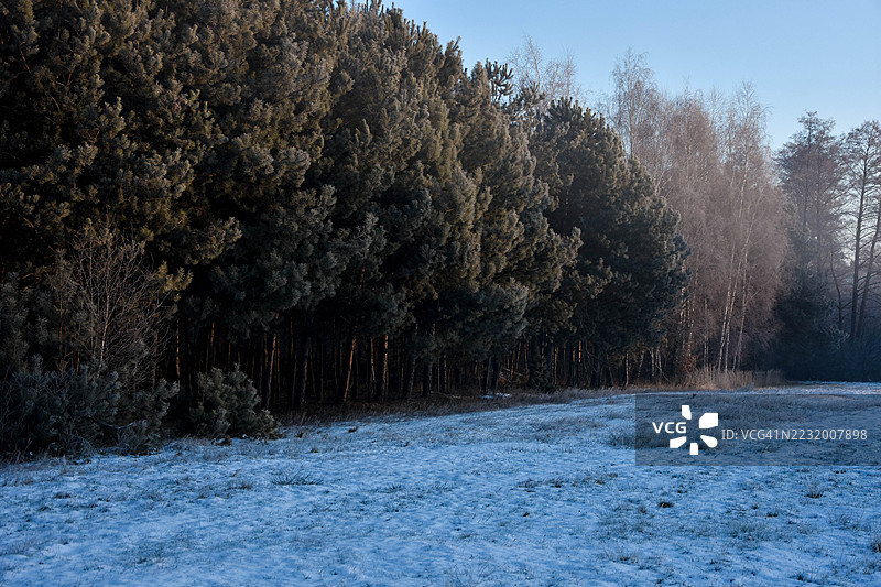 冬季被雪覆盖的田野与茂密的森林图片素材