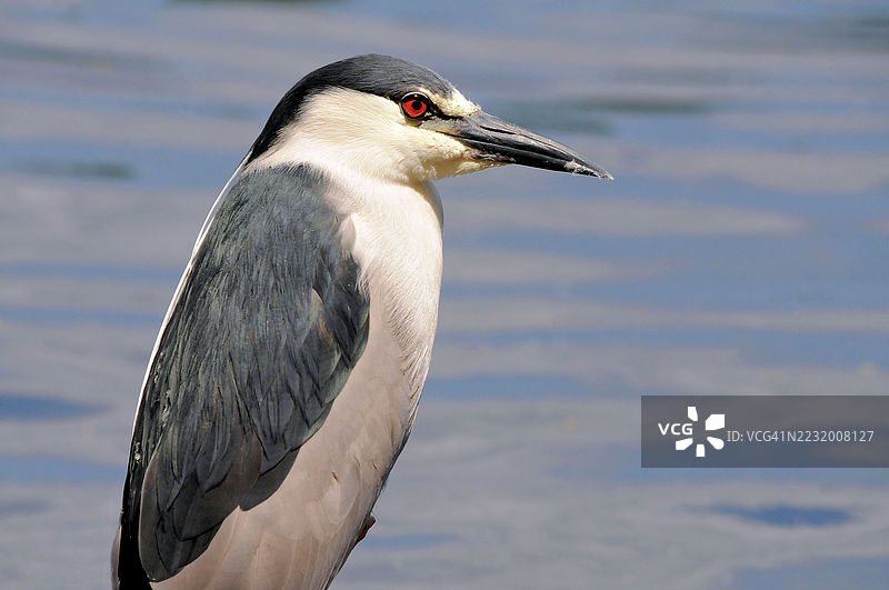 湖边的黑冠夜鹭特写图片素材
