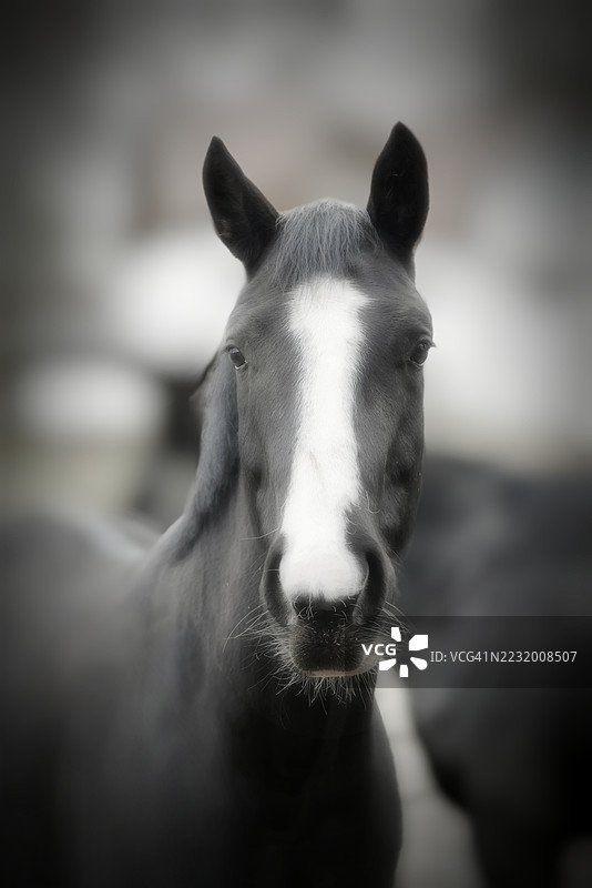 黑马的特写肖像图片素材