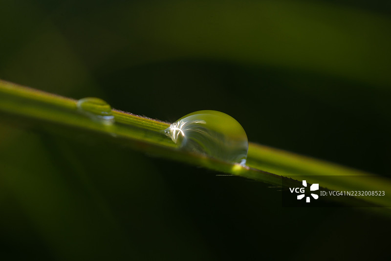 阳光下叶子上的露珠图片素材