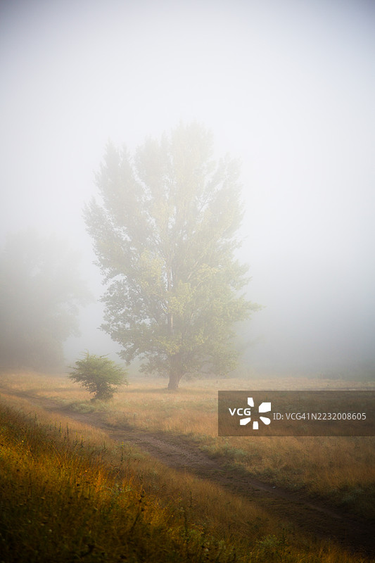 雾气弥漫的田野中的孤独树木图片素材