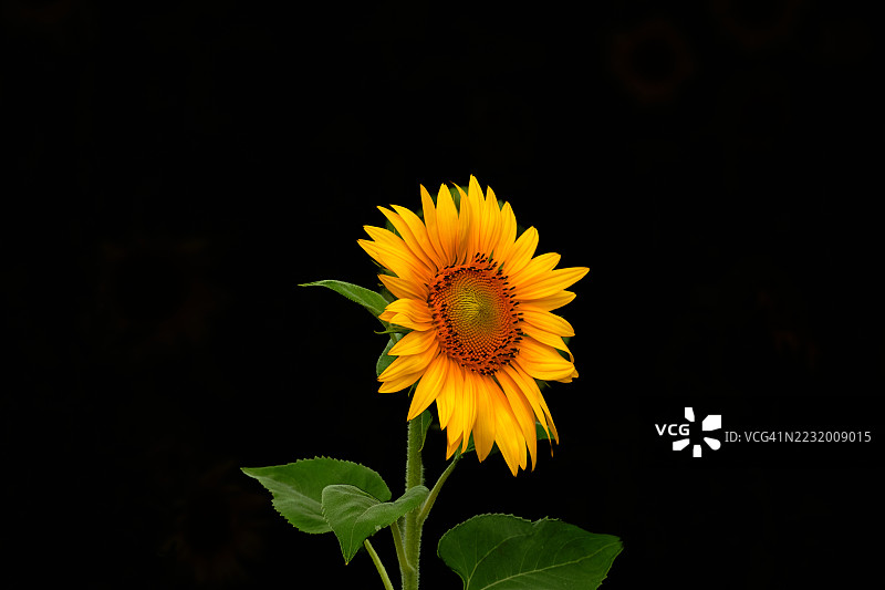 鲜艳的向日葵与深色背景对比图片素材