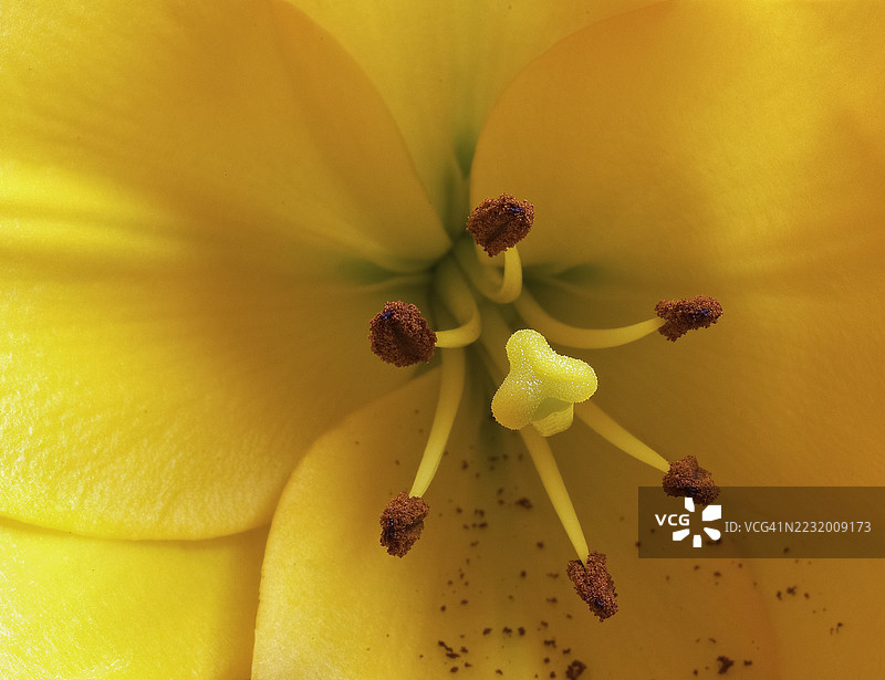 黄色花朵的花蕊和花瓣特写图片素材