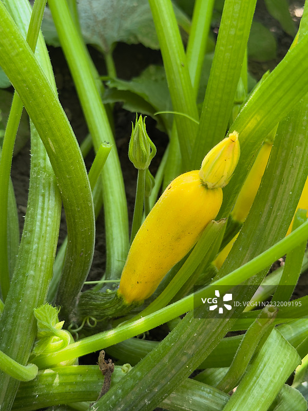 花园中生长的黄色西葫芦特写图片素材