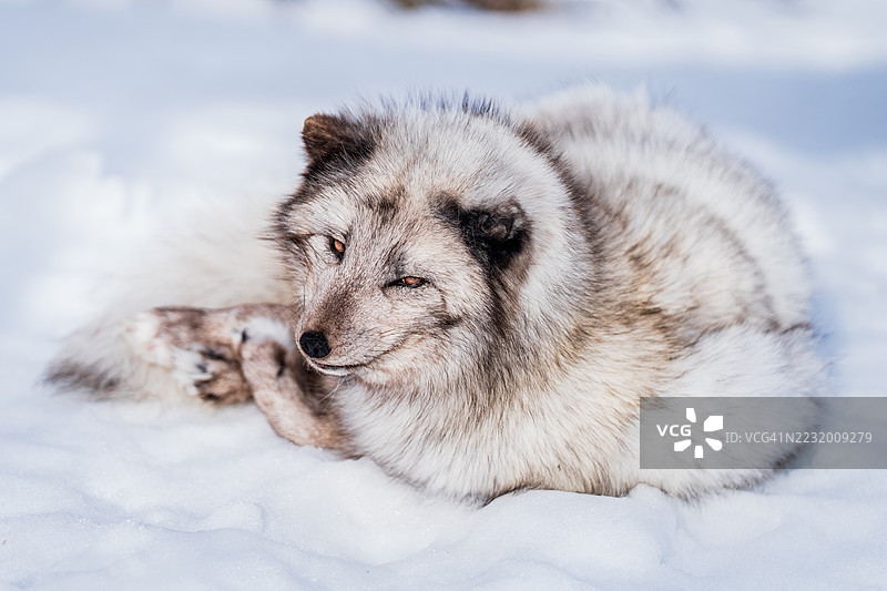 北极狐在雪上休息图片素材