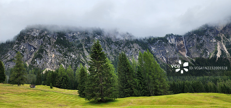 雾气弥漫的山地风景，松树与绿色田野相映成趣图片素材