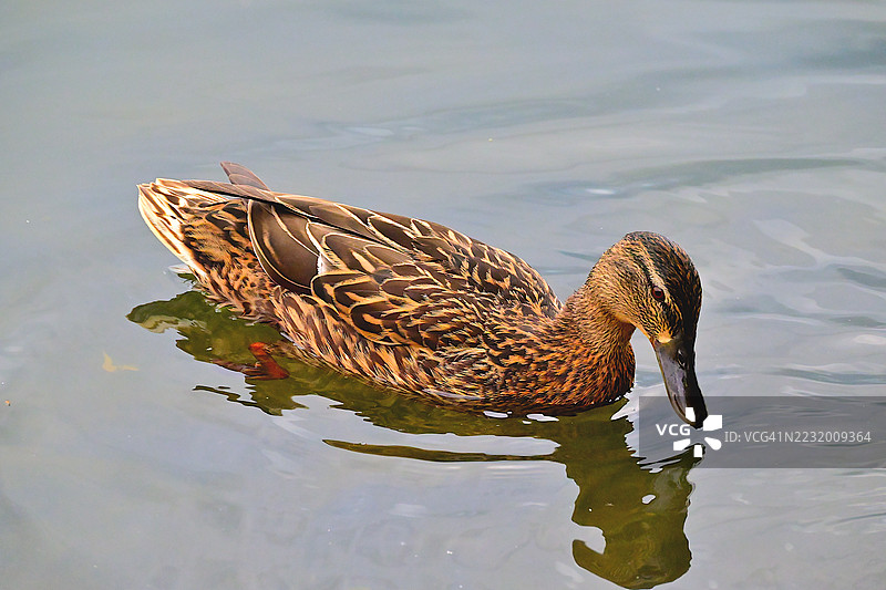 雌性绿头鸭在水中游泳图片素材
