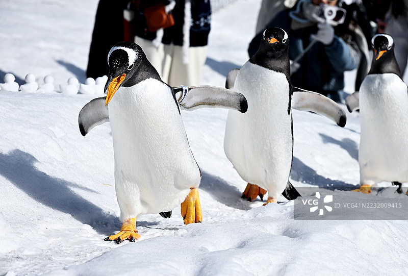 企鹅在雪地上行走图片素材