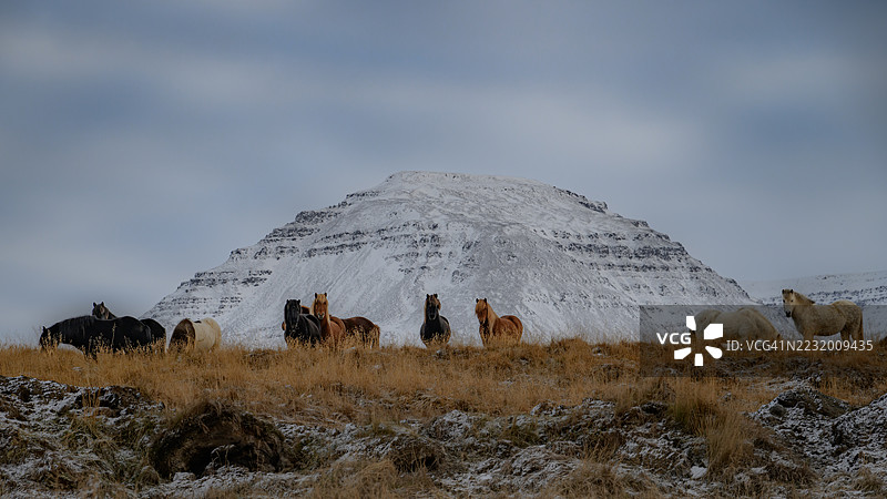 一群马在冰岛雪山前吃草图片素材
