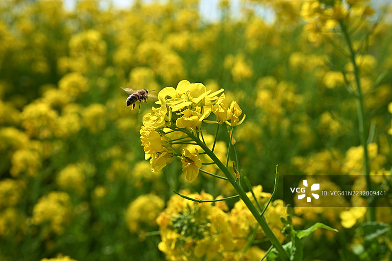 蜜蜂在田野中为黄色花朵授粉图片素材