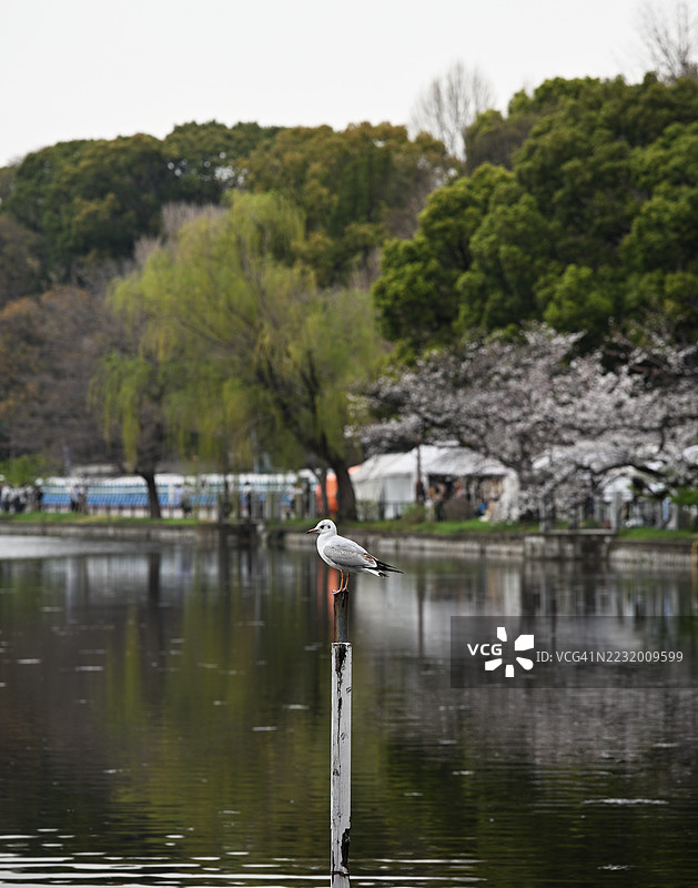 一只海鸥栖息在公园宁静湖边的柱子上图片素材