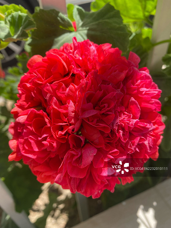 阳光下鲜艳的红色天竺葵花特写图片素材