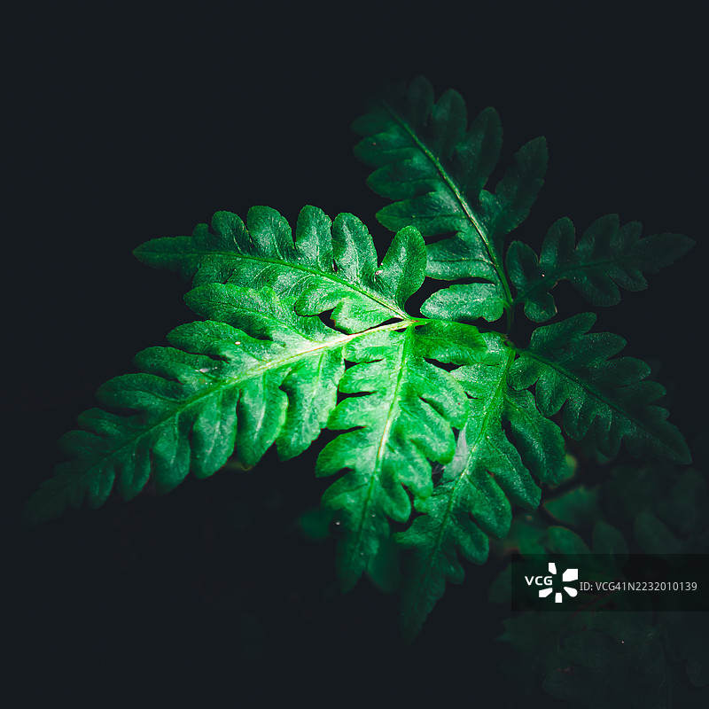鲜艳绿色的蕨类植物叶子在黑色背景下的特写图片素材