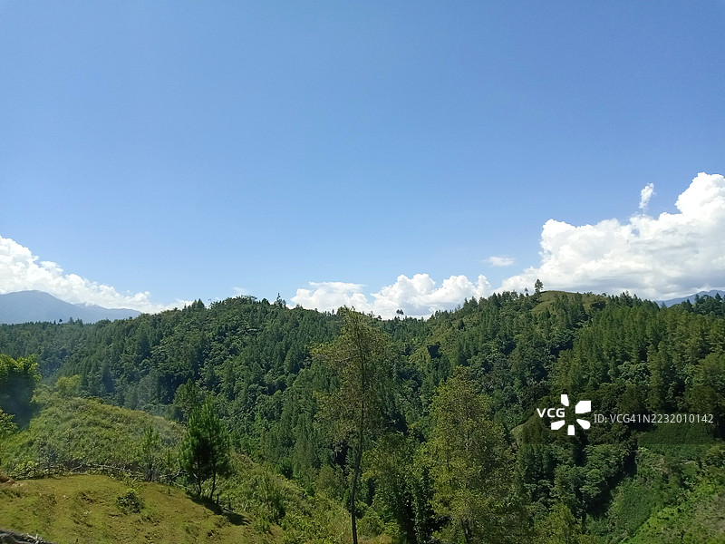 郁郁葱葱的森林在晴朗的蓝天下图片素材