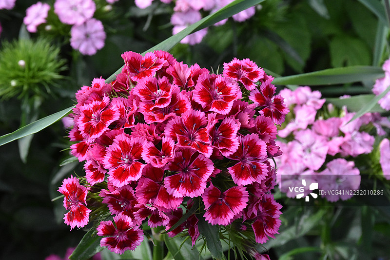 盛开的鲜艳粉色石竹花特写图片素材