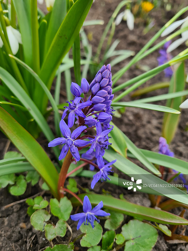 花园中紫色花朵的特写图片素材