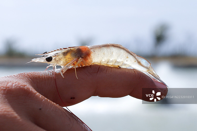 虾在人的手指上静静地 resting图片素材