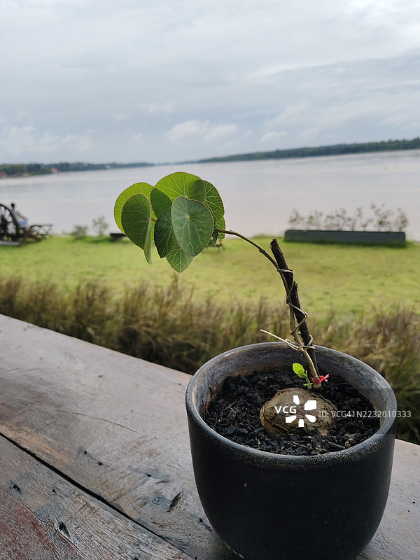 木桌上的盆栽植物俯瞰河流风景图片素材