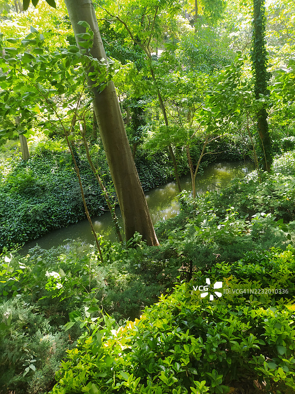土耳其郁郁葱葱的森林，树木与溪流相伴图片素材