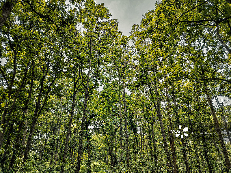 郁郁葱葱森林中高大树木的壮丽景观图片素材
