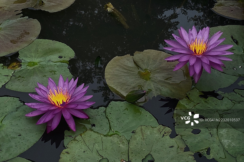 鲜艳的紫色莲花漂浮在宁静的湖面上图片素材